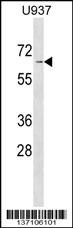 ASB2 Antibody