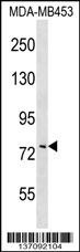 COL8A1 Antibody