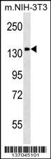 PITPNM1 Antibody