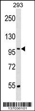 SRRT Antibody