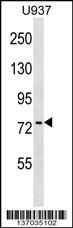 PABPC4 Antibody