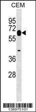 MYOT Antibody