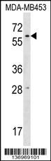 RPUSD2 Antibody