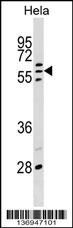 POLR3C Antibody