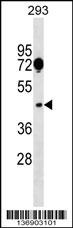 SGCA Antibody