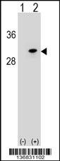 POLR2D Antibody