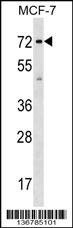 SGOL1 Antibody
