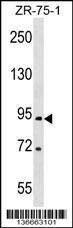 RTN1 Antibody