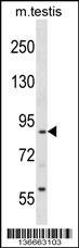RTN1 Antibody