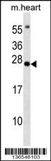 BCL7B Antibody