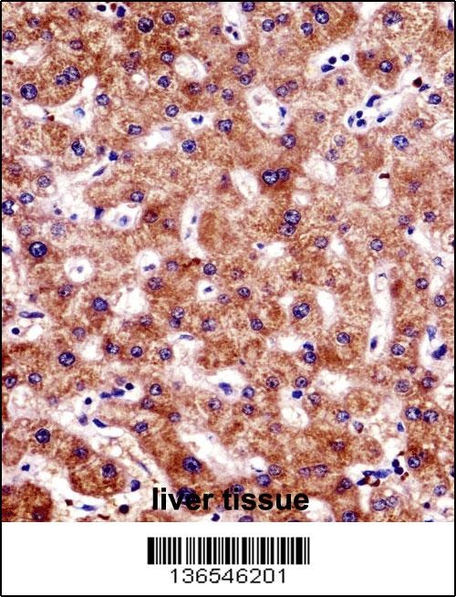 BCL7B Antibody