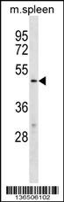 TBX20 Antibody