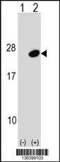 UBE2G1 Antibody