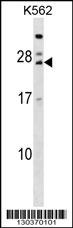 TRAT1 Antibody