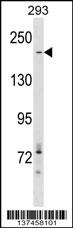 ACACA Antibody