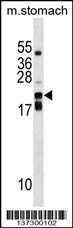 CDC42EP2 Antibody