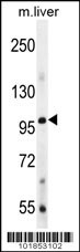 BMP1 Antibody