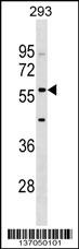 IFIT2 Antibody