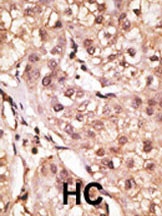 IFNL1 Antibody