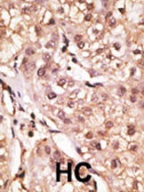 IL29 Antibody