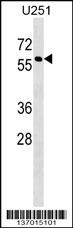 MPI Antibody
