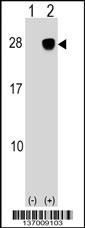 ULBP2 Antibody