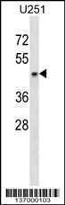 SH3GL1 Antibody