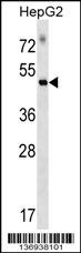 RAPGEF5 Antibody