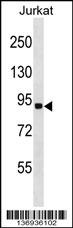 RNF10 Antibody