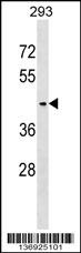 SERINC3 Antibody