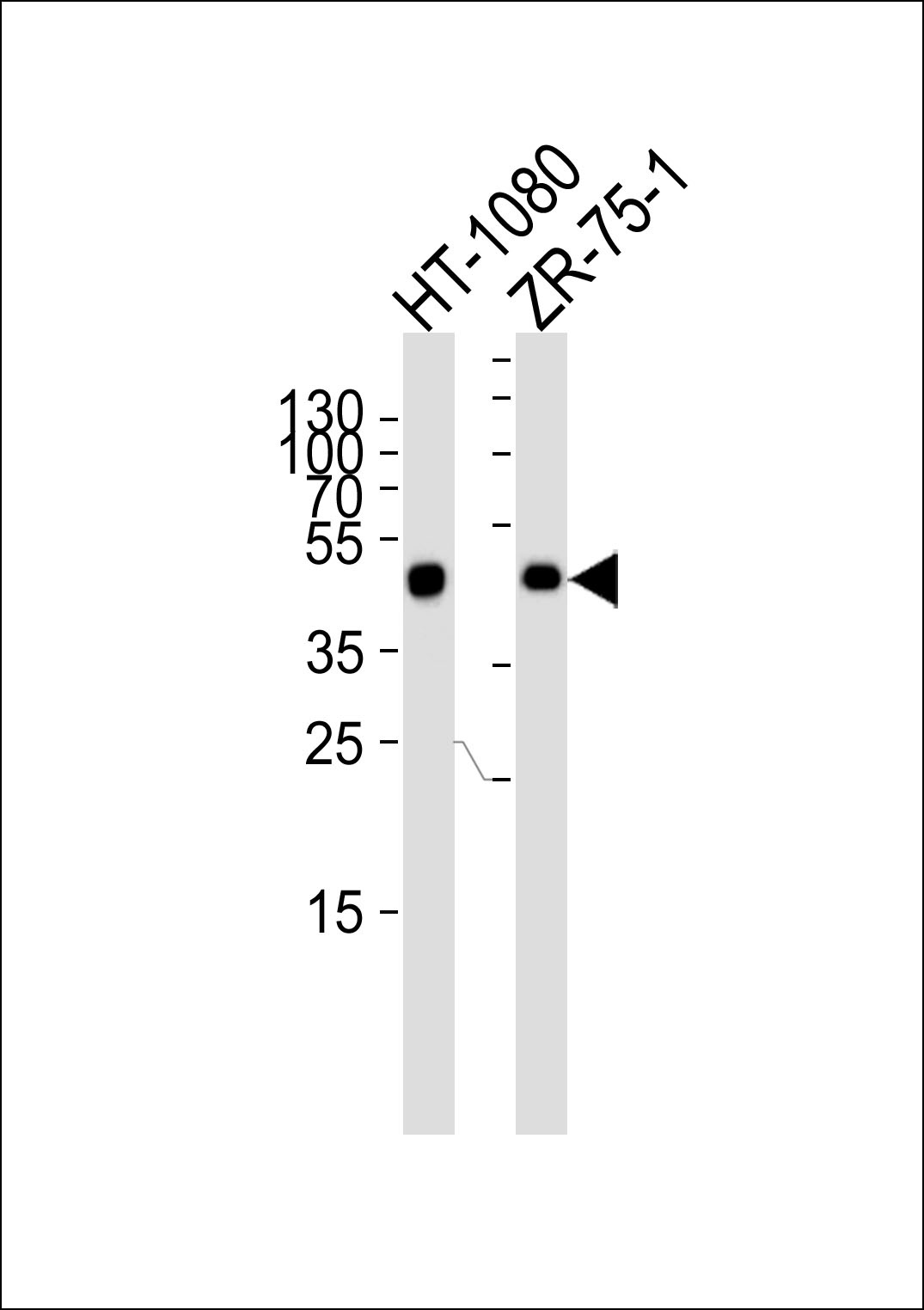 CRTAP Antibody