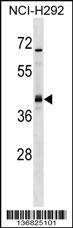 UTF1 Antibody