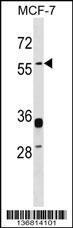 ERVW-1 Antibody