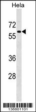 PAF1 Antibody