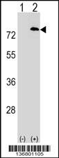PAF1 Antibody