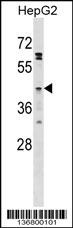 FFAR4 Antibody