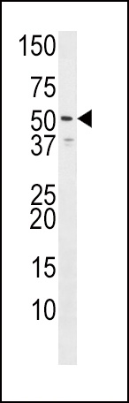 HRH3 Antibody