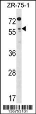 TCFL5 Antibody