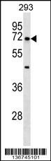 NR5A2 Antibody