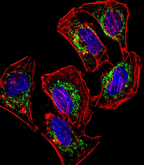 HEYL Antibody