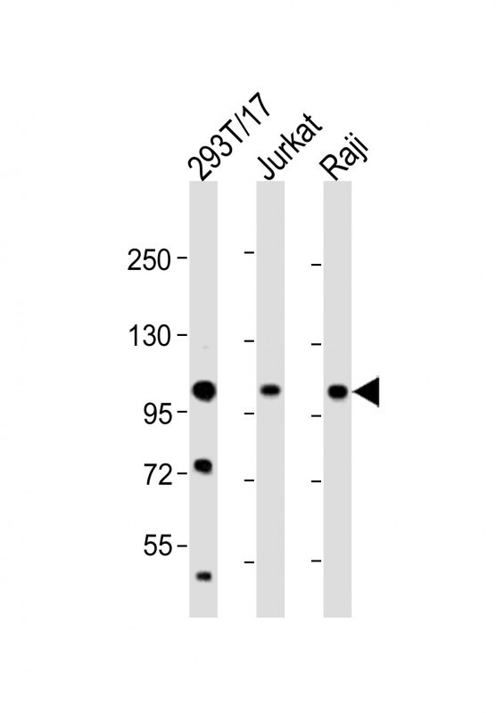 REST Antibody