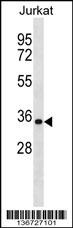 HNRNPA1 Antibody