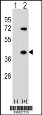 HNRNPA1 Antibody