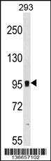 GRM7 Antibody
