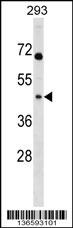 MRPL39 Antibody