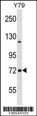 NCDN Antibody