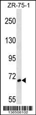 SH3BP1 Antibody
