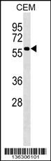 PI4K2A Antibody