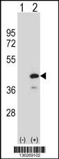 PTPN18 Antibody