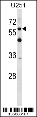 CSPG5 Antibody